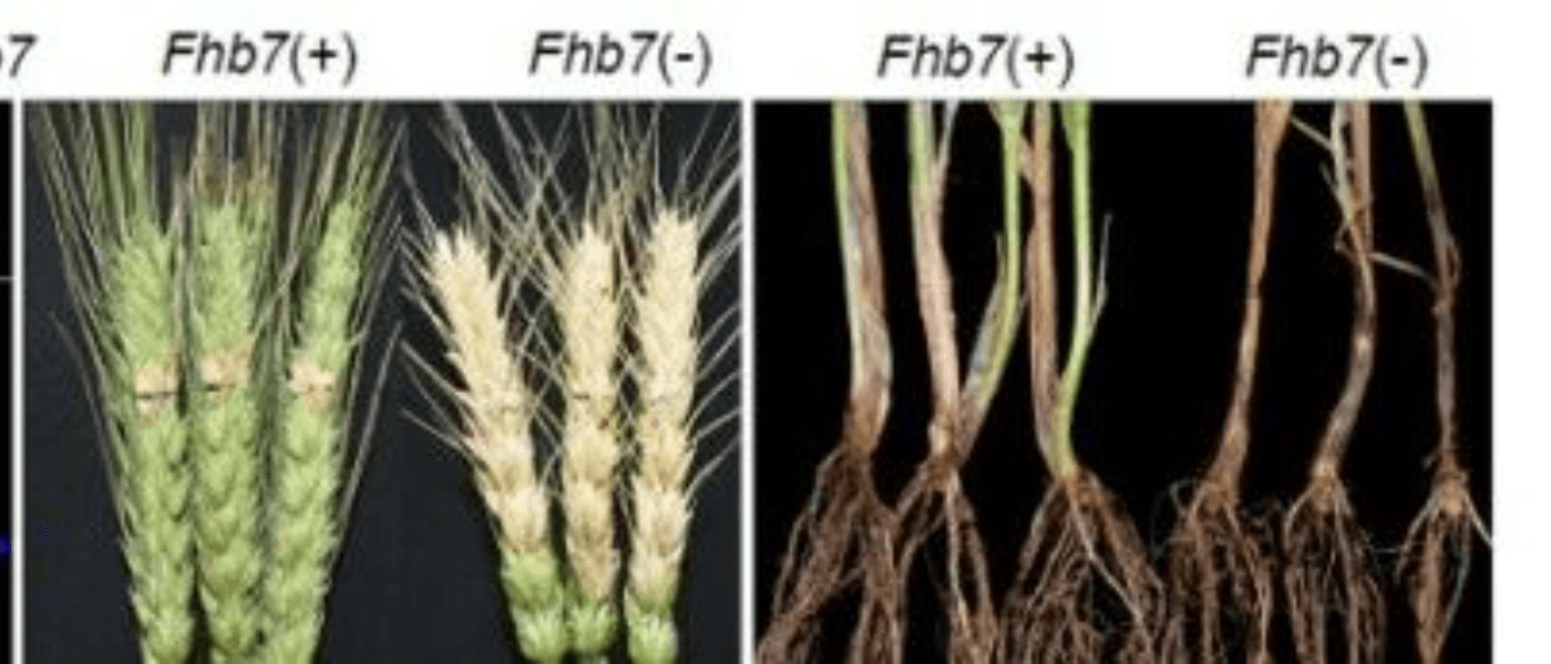 Science ∣ Fhb7基因水平转移塑造小麦赤霉病抗性:来源封面