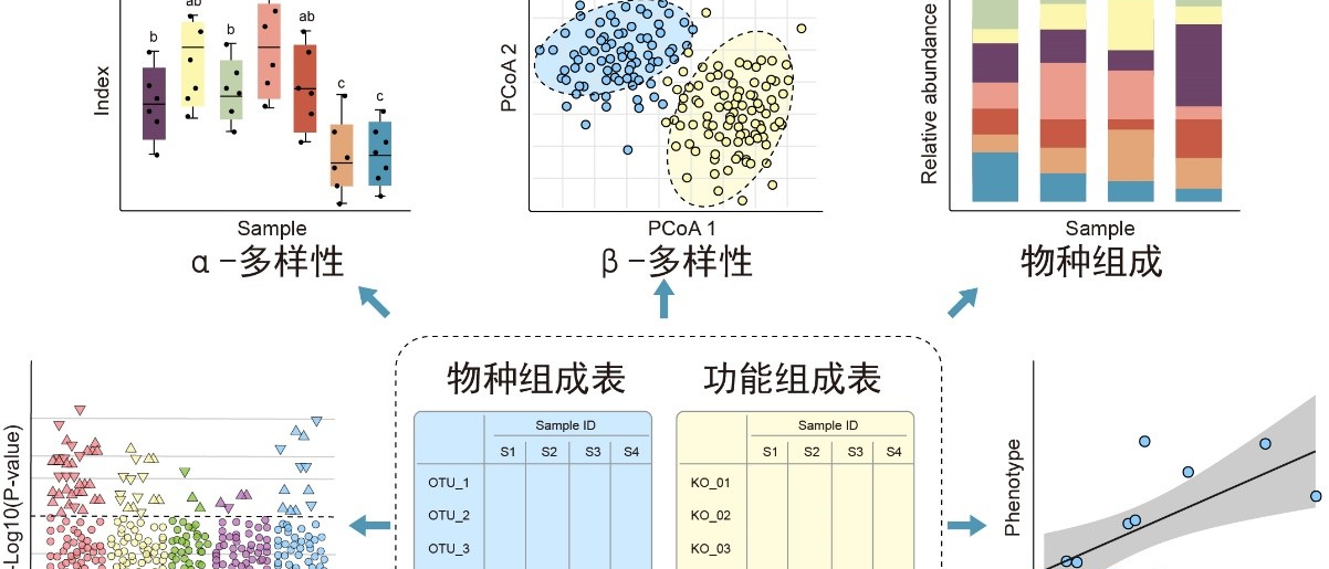 微生物组分析的多样性与组成图示局部