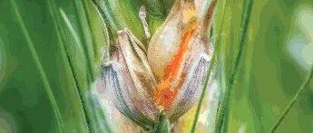 CGM 第98期:Fhb7的水平转移塑造小麦赤霉病抗性主题封面