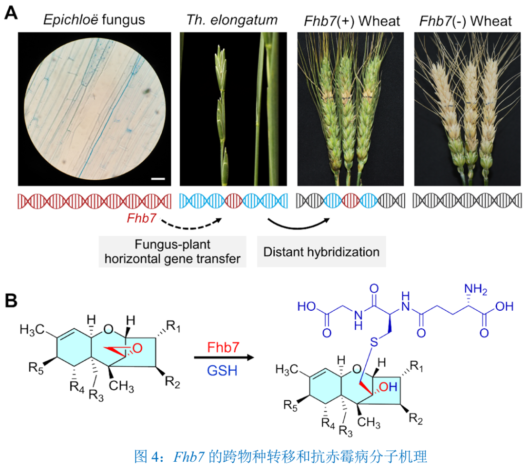 Fhb7编码蛋白的解毒反应与相关实验
