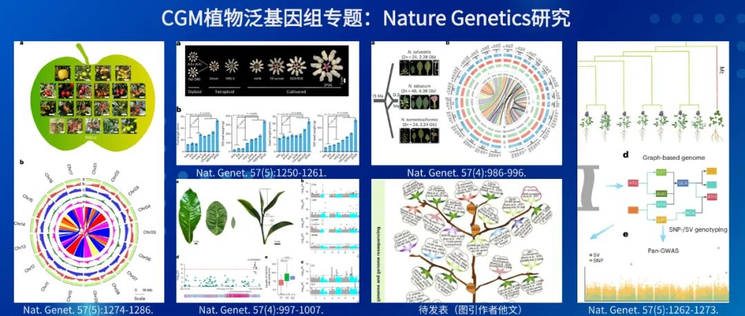 植物泛基因组专题原始研究拼版图：苹果、花生、茶树、烟草、棉花与苜蓿相关研究